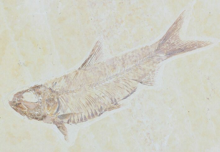 Knightia Fossil Fish - Wyoming #55306